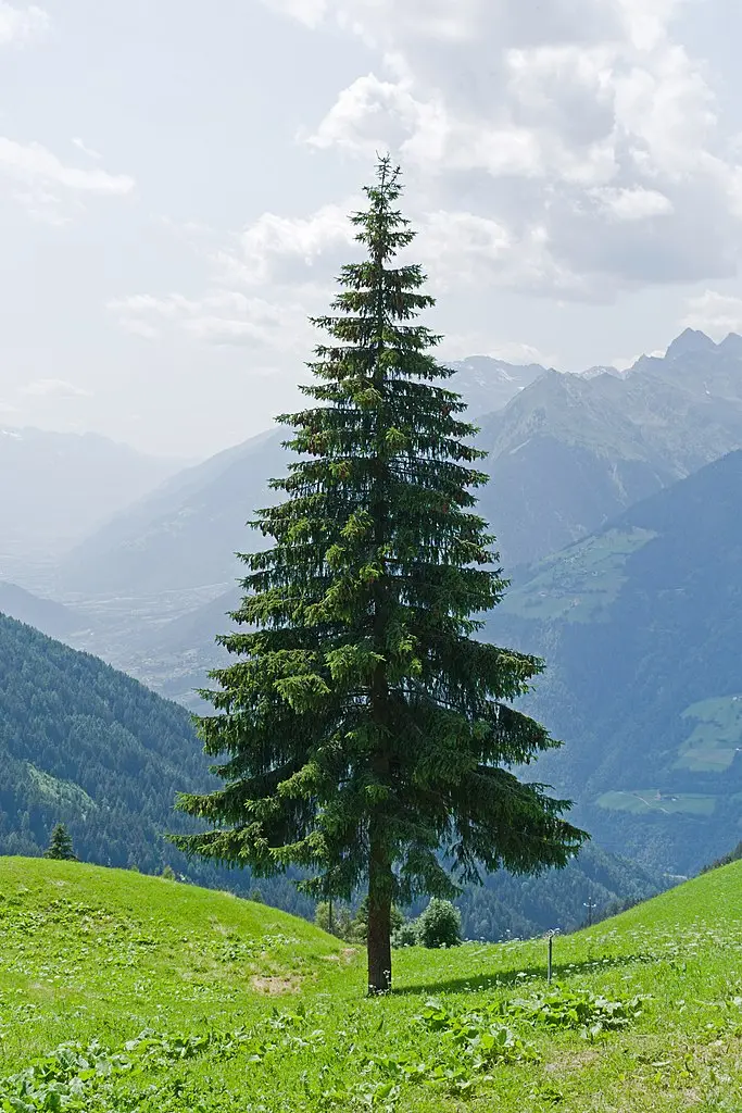 Norway Spruce Seeds - Image 2