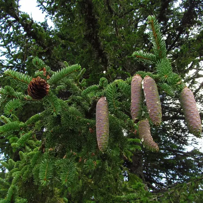 Norway Spruce Seeds
