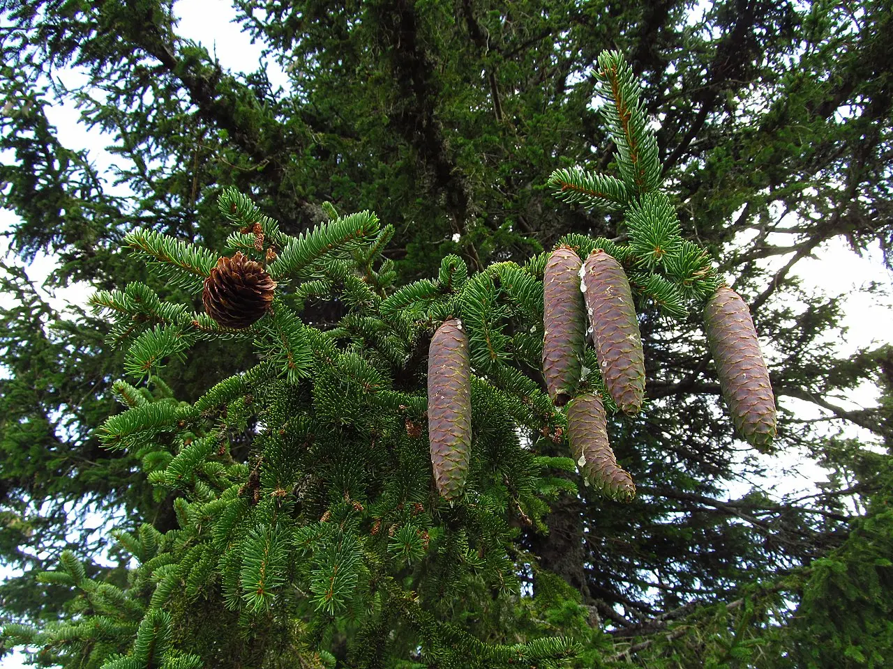 Norway Spruce Seeds