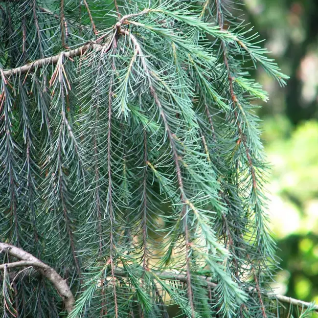Brewer's Weeping Spruce Seeds - Image 2