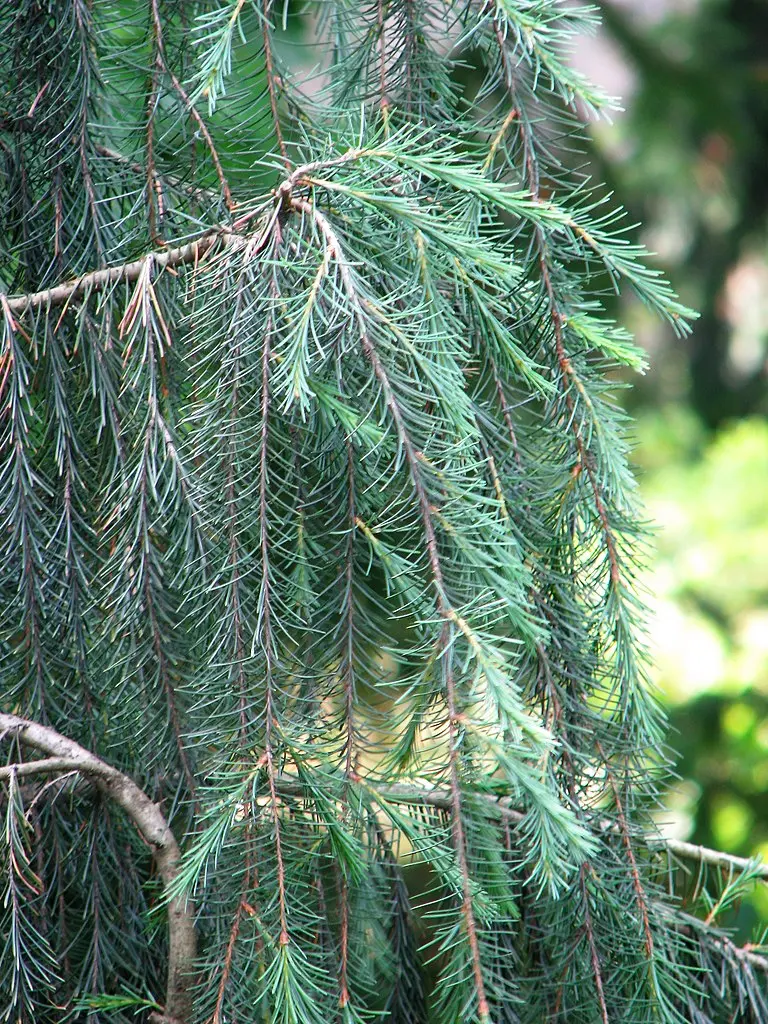 Brewer's Weeping Spruce Seeds - Image 2