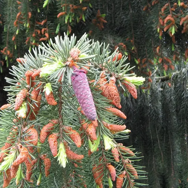 Brewer's Weeping Spruce Seeds