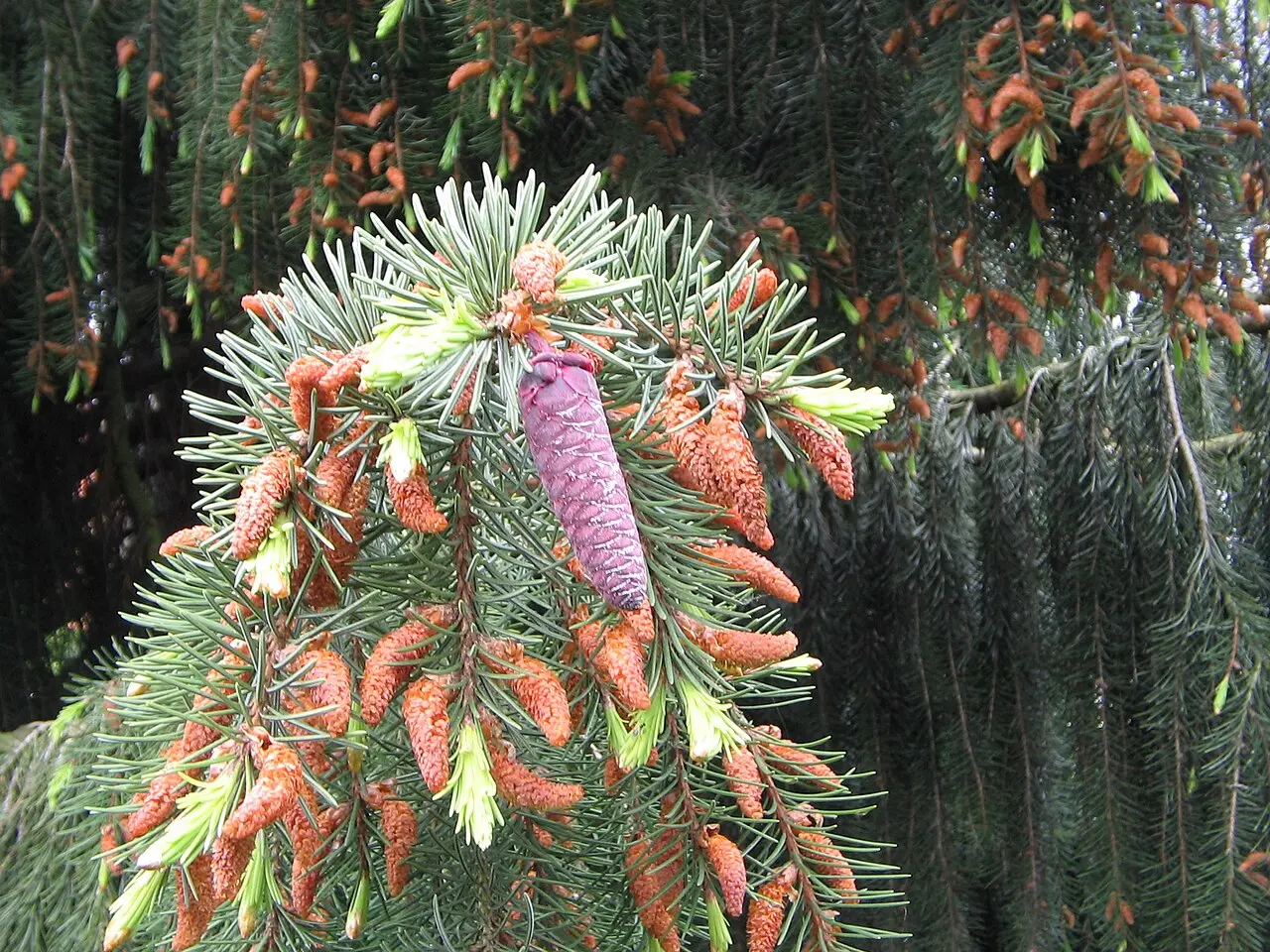 Brewer's Weeping Spruce Seeds