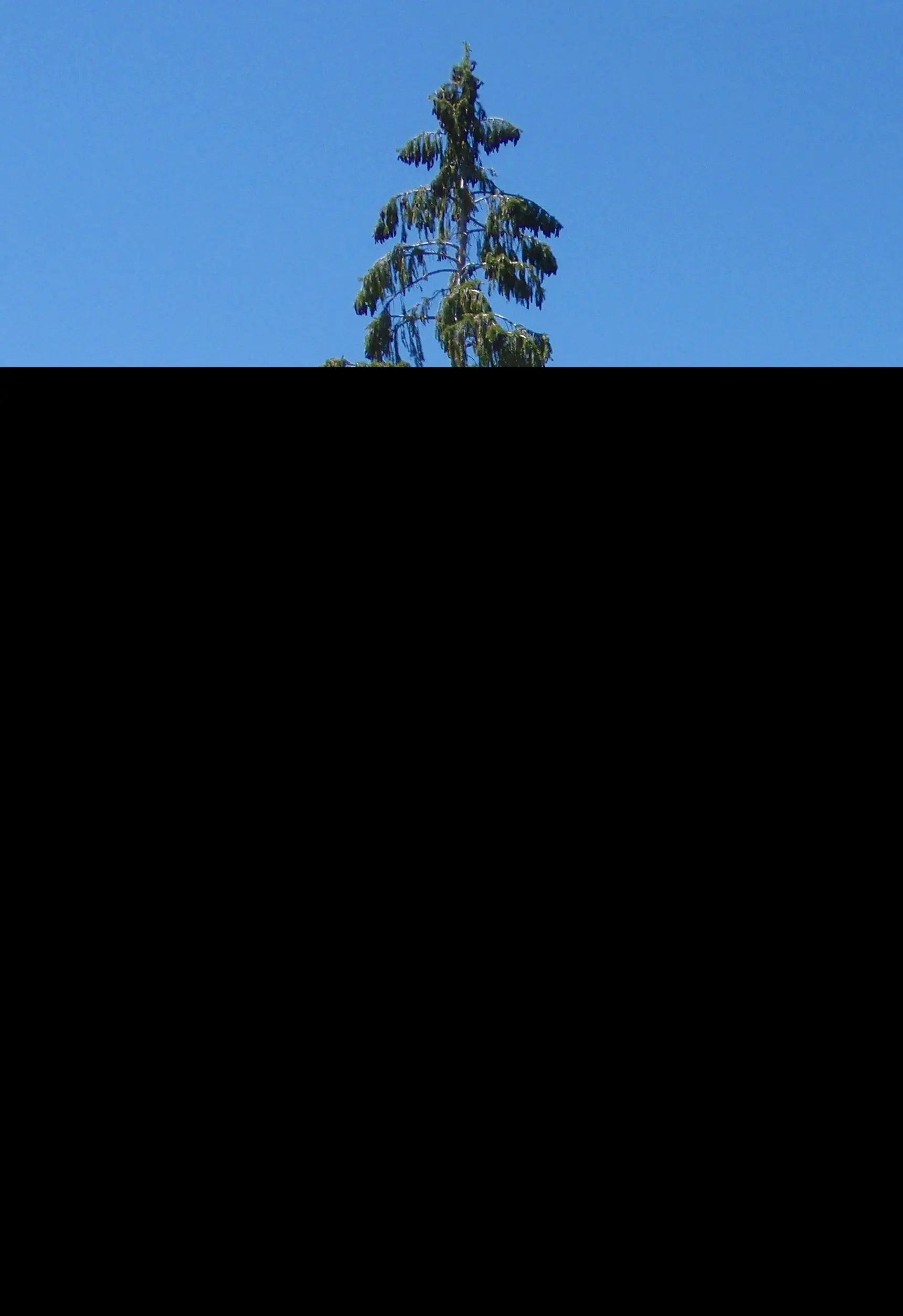 Brewer's Weeping Spruce Seeds - Image 3