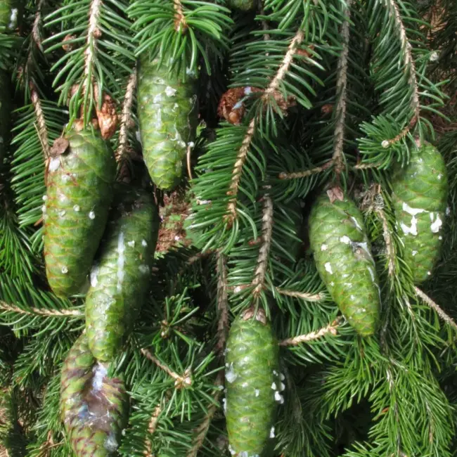 Meyer's Spruce Seeds