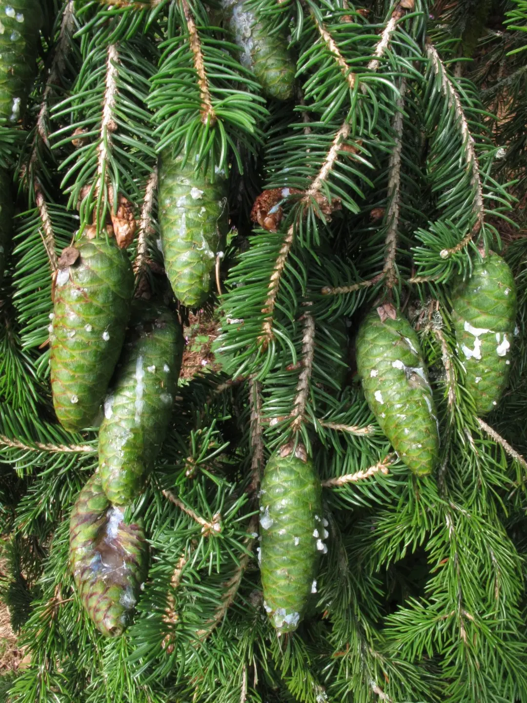 Meyer's Spruce Seeds