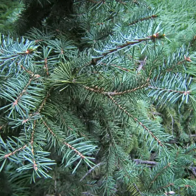 Meyer's Spruce Seeds - Image 3