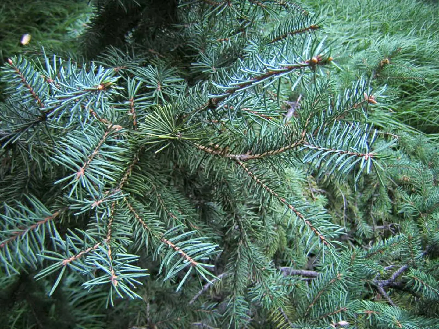 Meyer's Spruce Seeds - Image 3