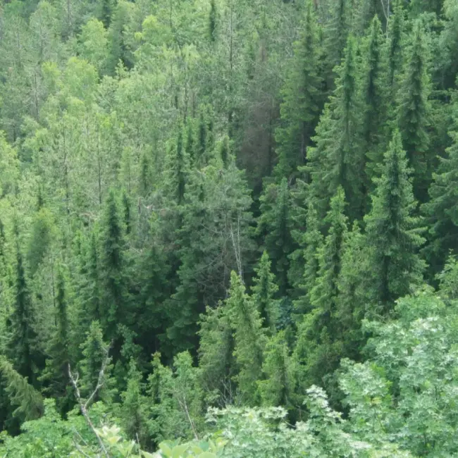 Serbian Spruce Seeds - Image 2