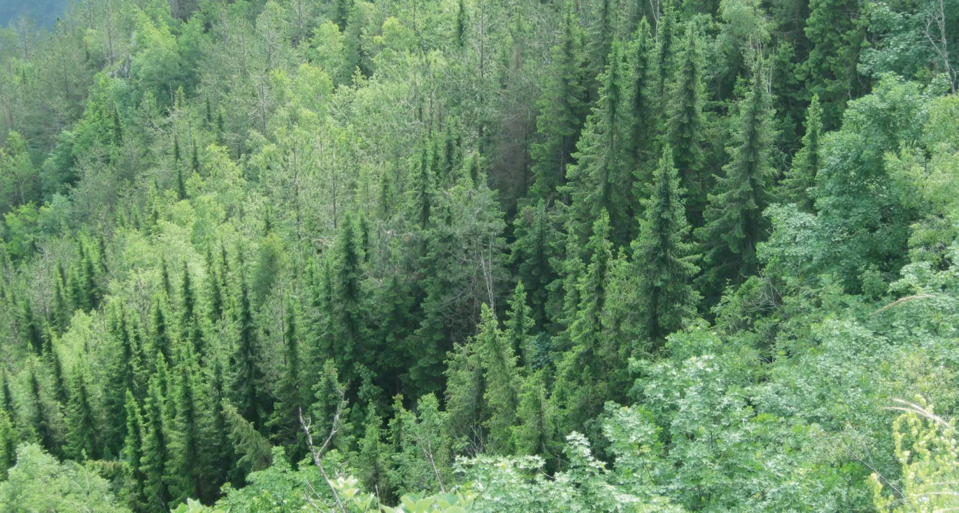 Serbian Spruce Seeds - Image 2