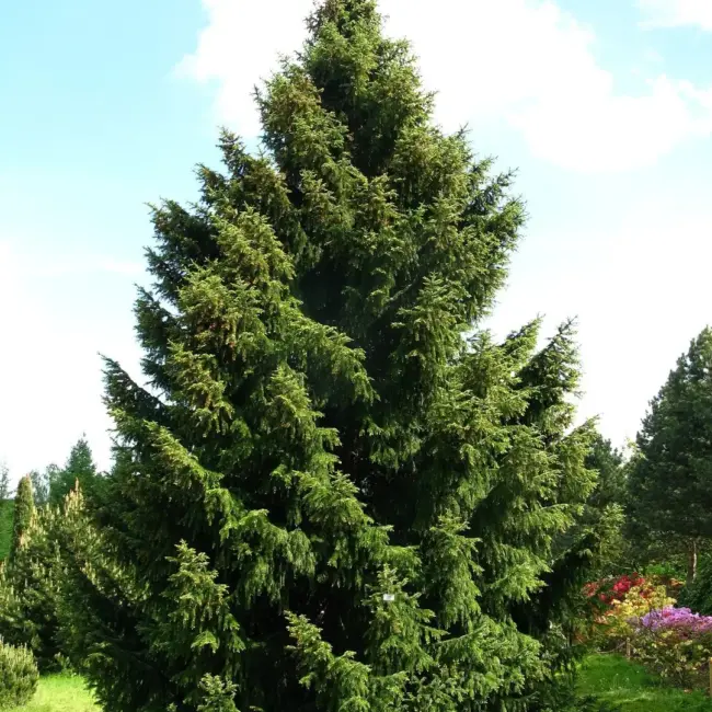Serbian Spruce Seeds - Image 3