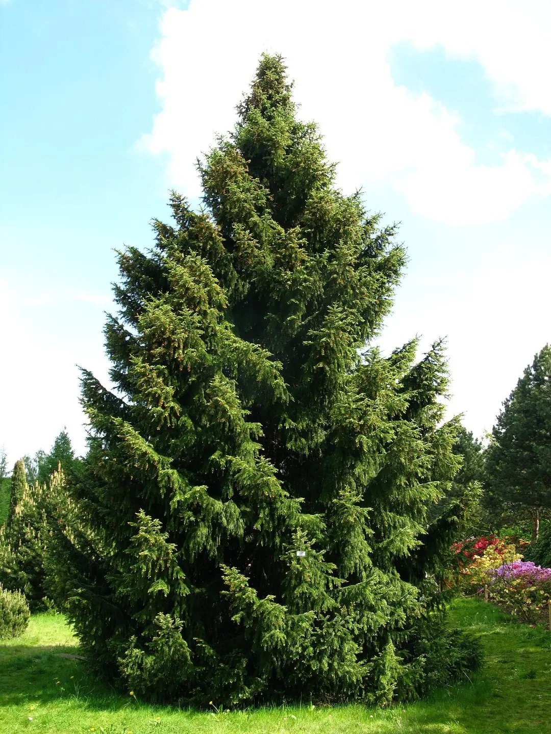 Serbian Spruce Seeds - Image 3