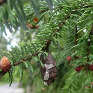 picea-omorika-serbian-spruce-seeds-3.jpg