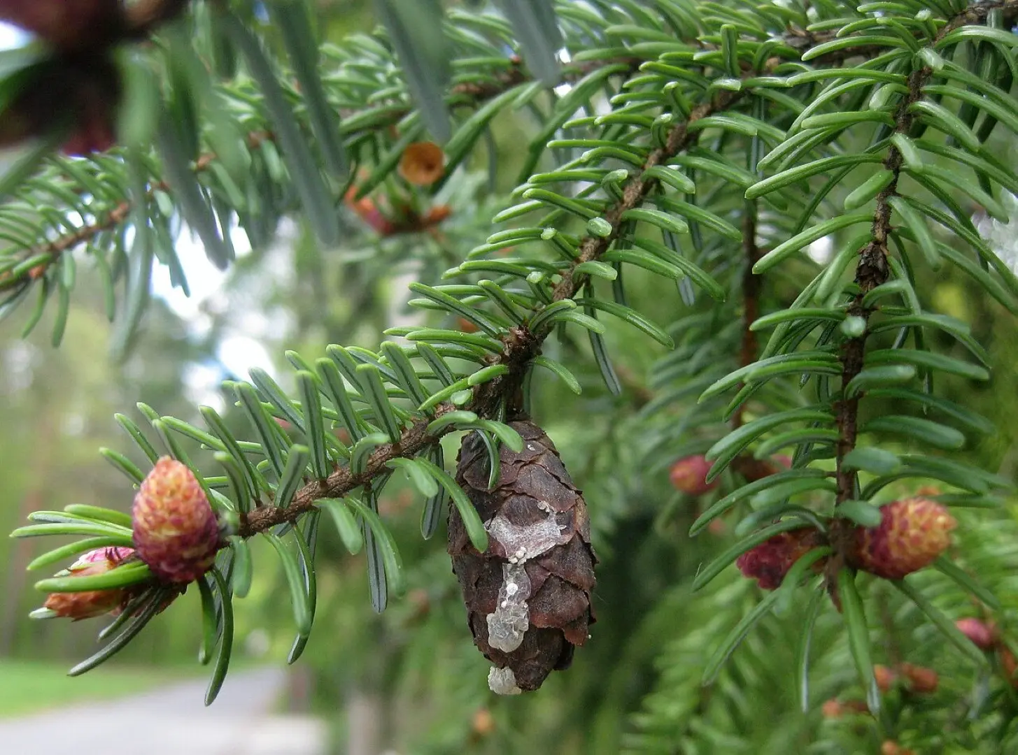 Serbian Spruce Seeds