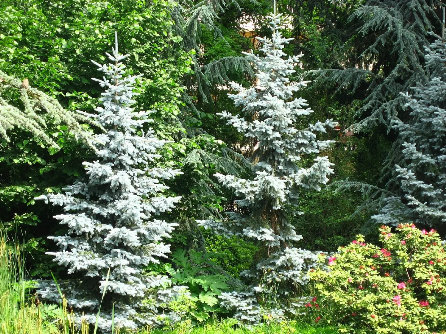 Colorado Blue Spruce 'Glauca' Seeds - Image 3