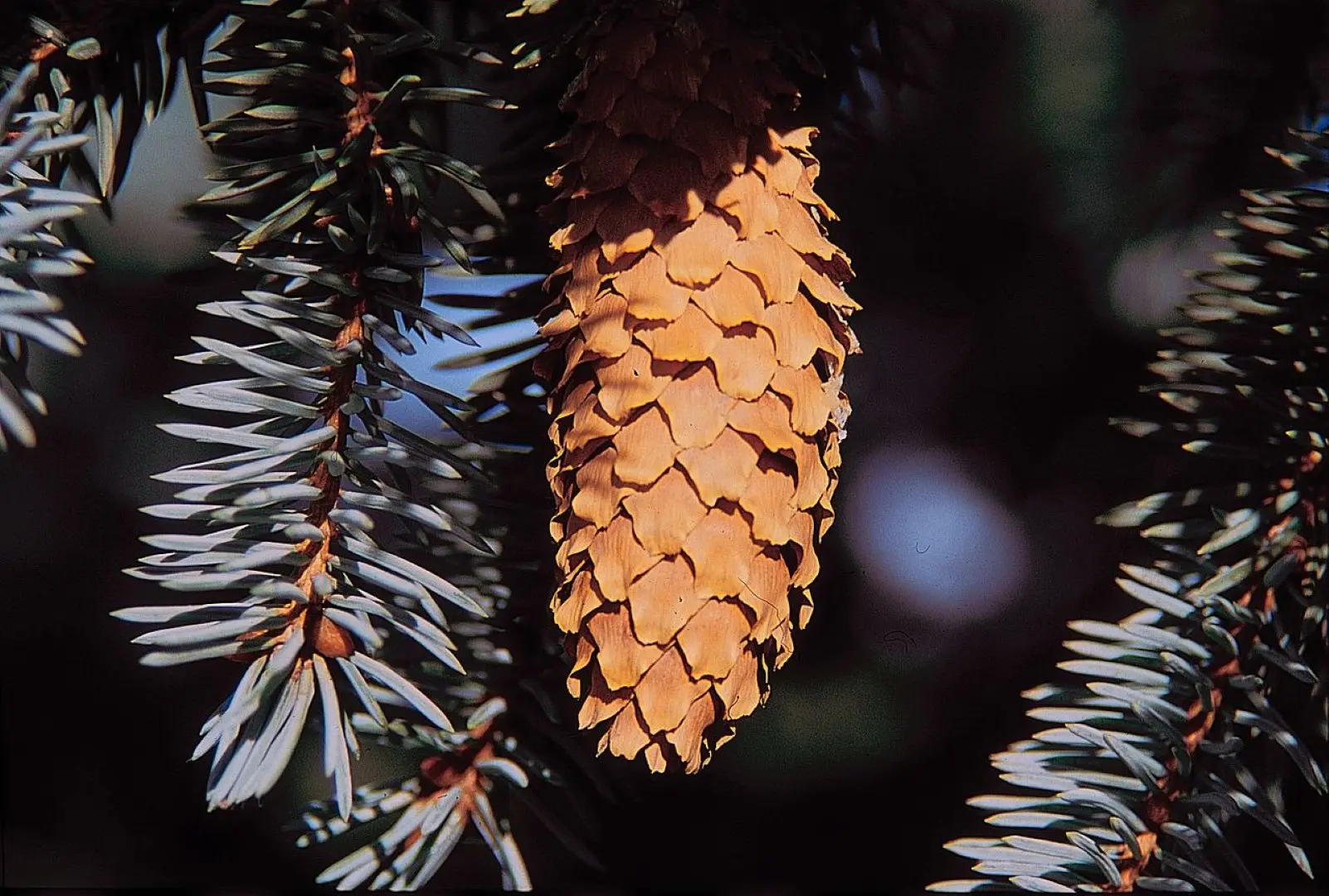 Colorado Blue Spruce 'Glauca' Seeds - Image 2
