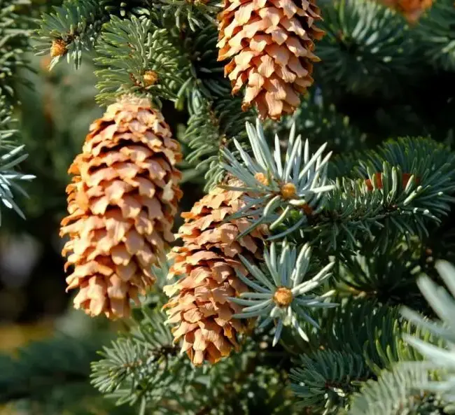 Colorado Blue Spruce 'Glauca' Seeds