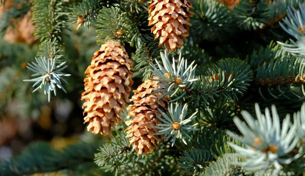 Colorado Blue Spruce 'Glauca' Seeds