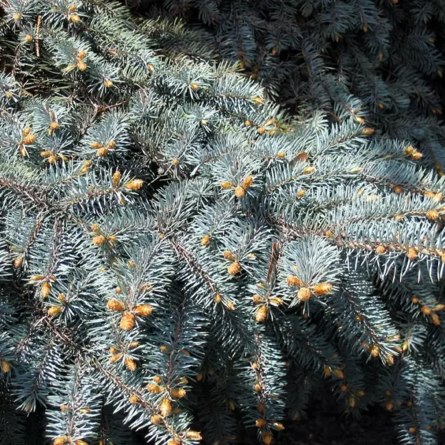 Colorado Blue Spruce 'Glauca' Seeds - Image 4