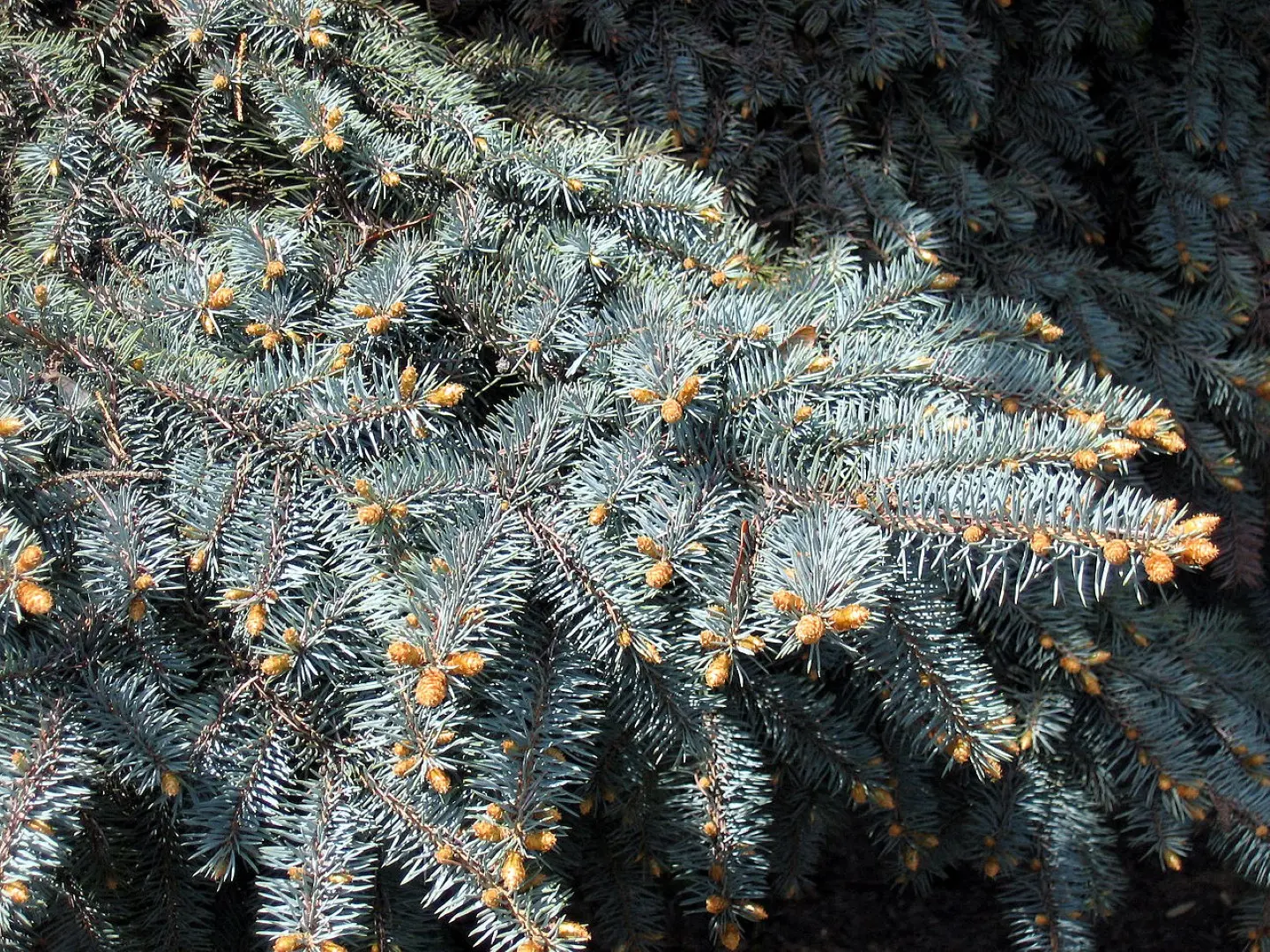 Colorado Blue Spruce 'Glauca' Seeds - Image 4