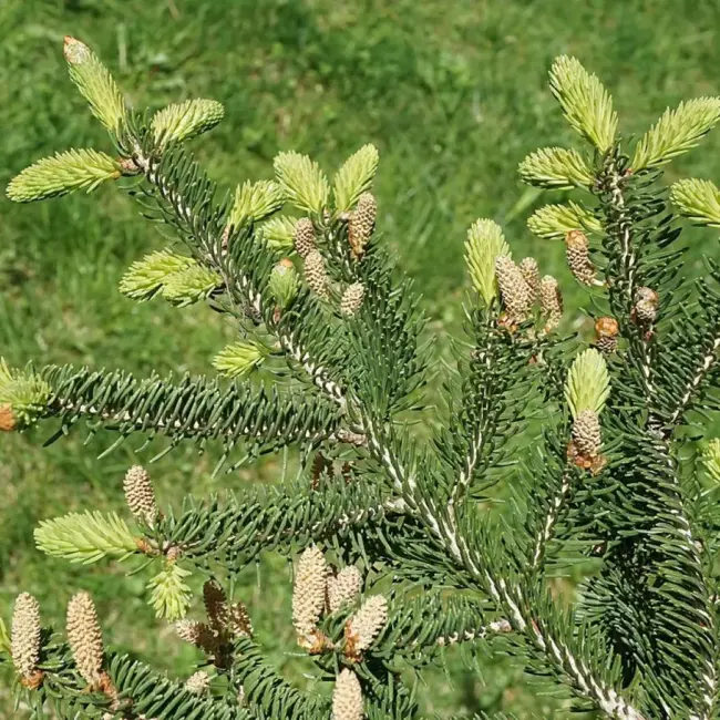 Wilson's Spruce Seeds - Image 2