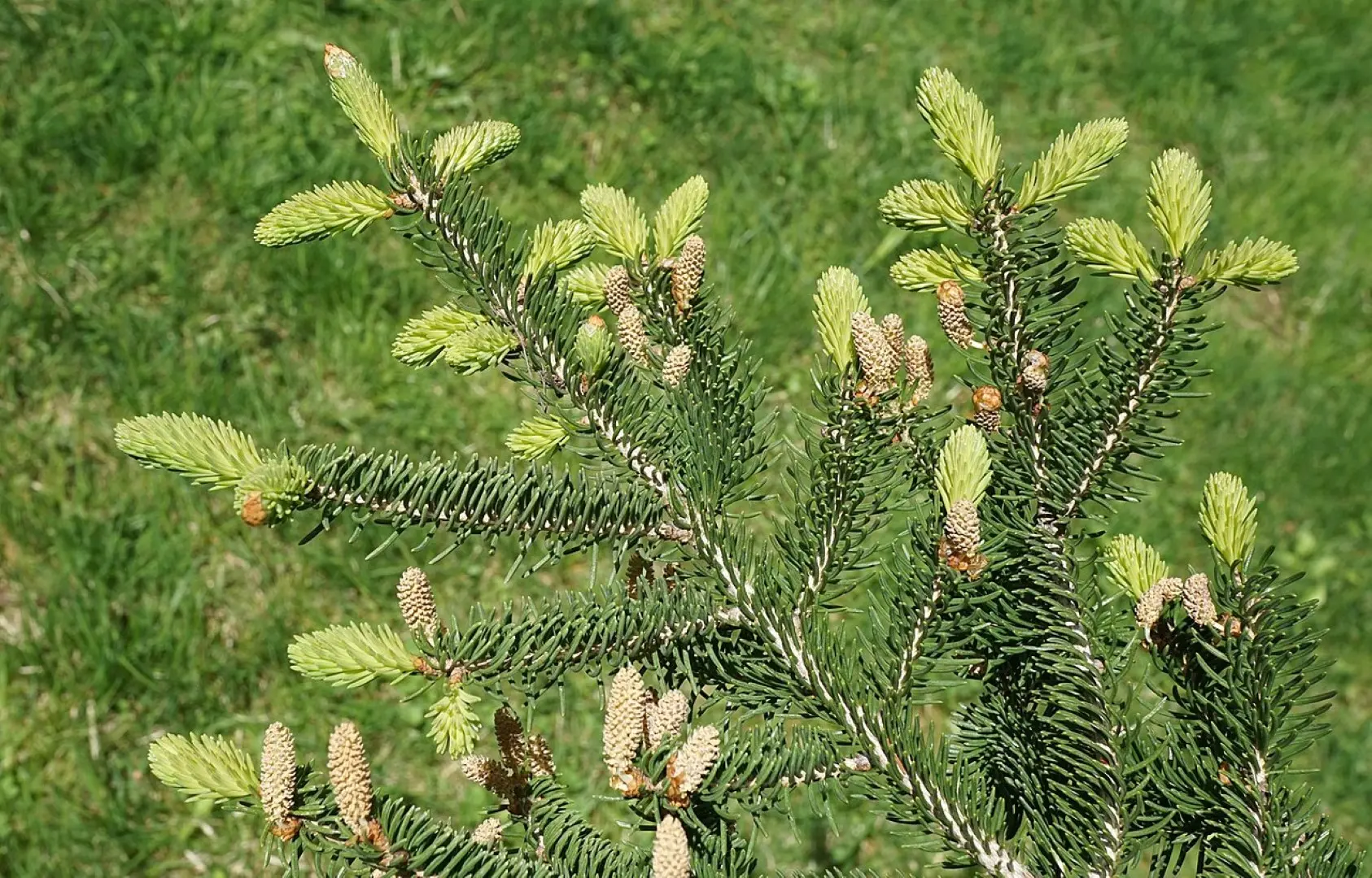 Wilson's Spruce Seeds - Image 2