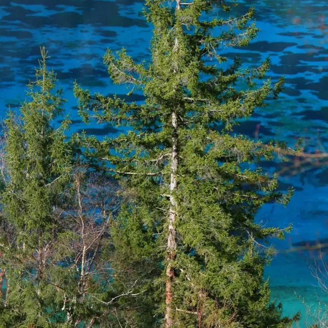 Wilson's Spruce Seeds - Image 3