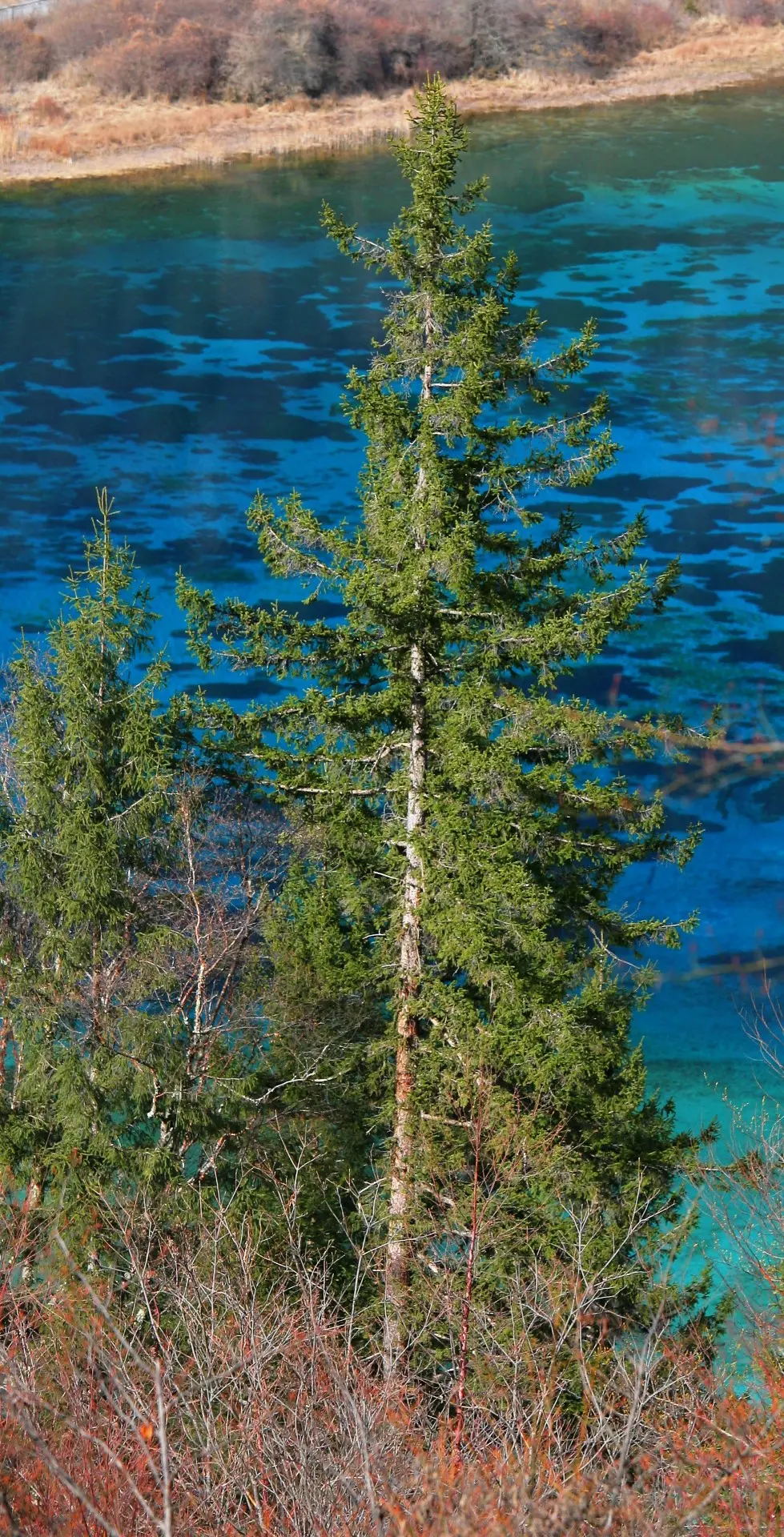 Wilson's Spruce Seeds - Image 3