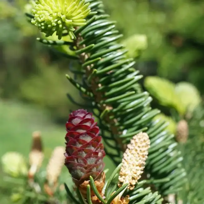 Wilson's Spruce Seeds