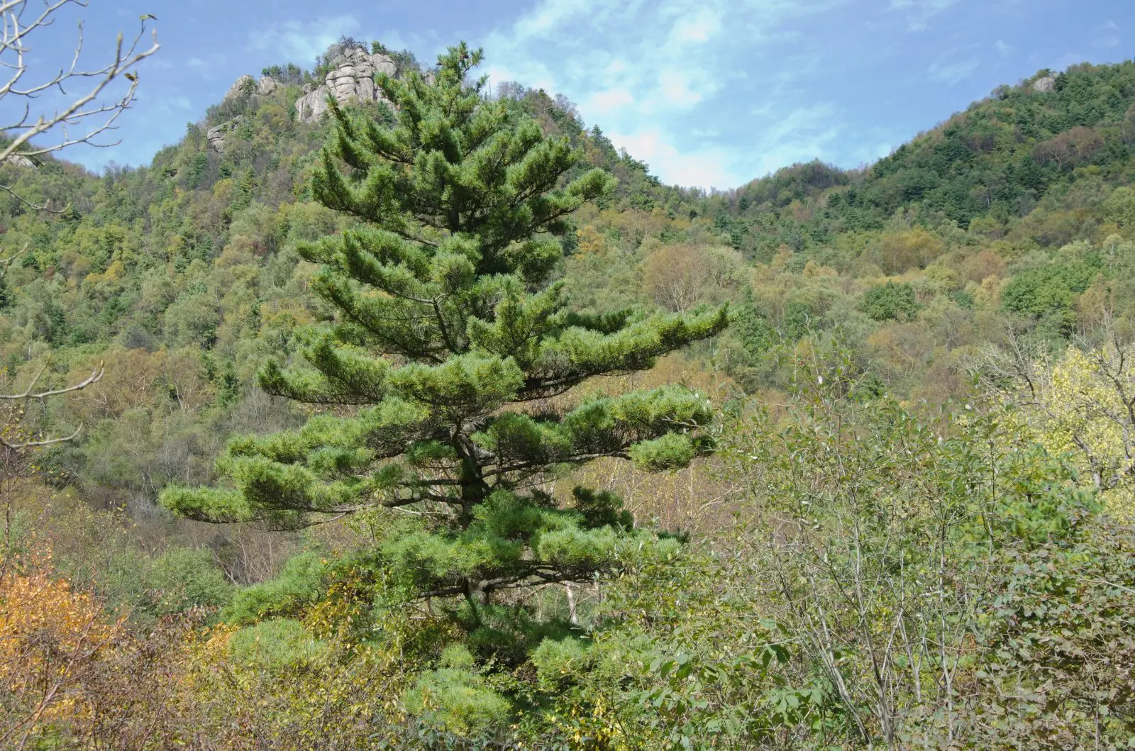 Chinese White Pine Seeds - Image 3
