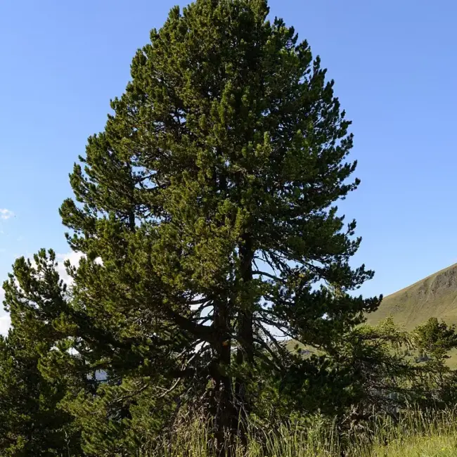 Scots Pine Seeds - Image 5