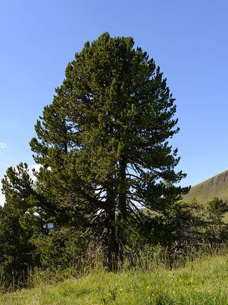 Arolla / Swiss Pine Seeds - Image 3