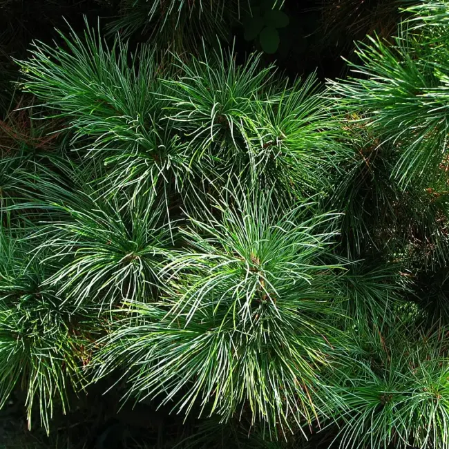 Arolla / Swiss Pine Seeds - Image 2