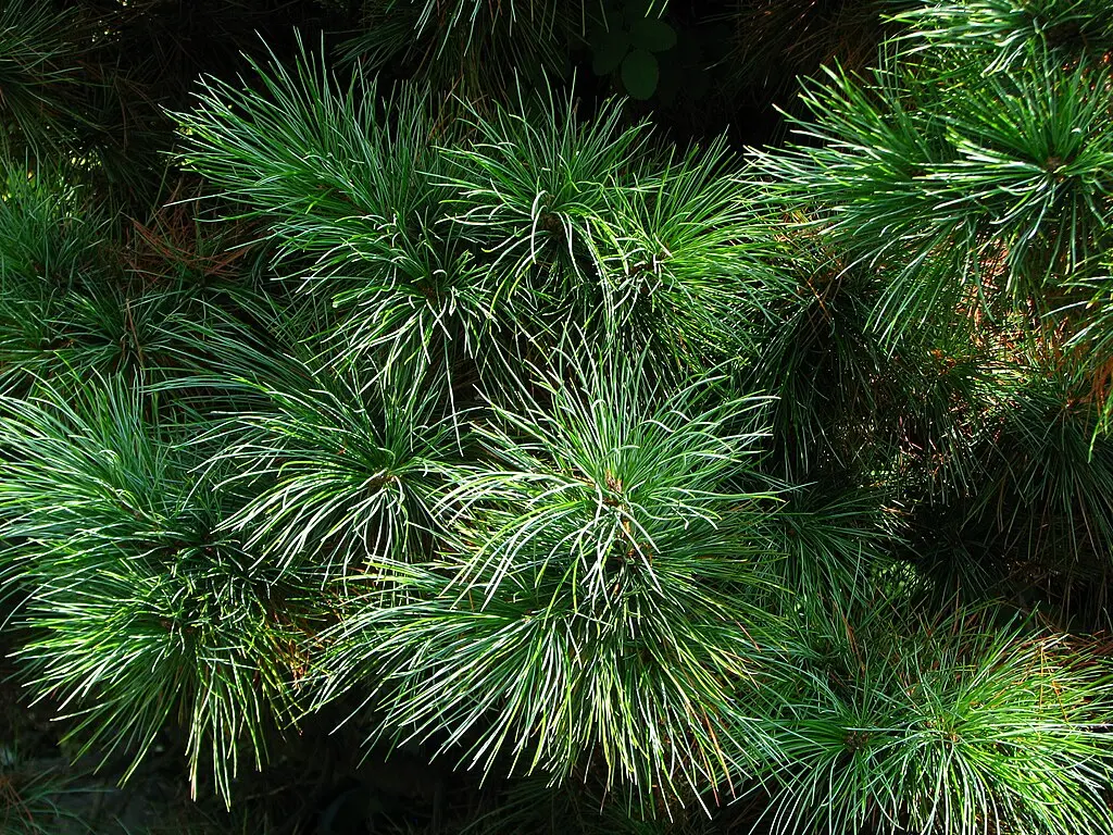 Arolla / Swiss Pine Seeds - Image 2