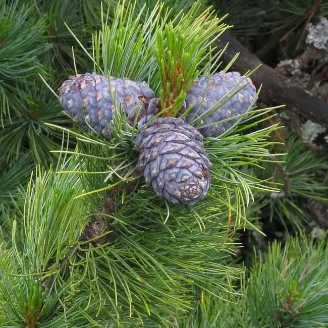 Arolla / Swiss Pine Seeds