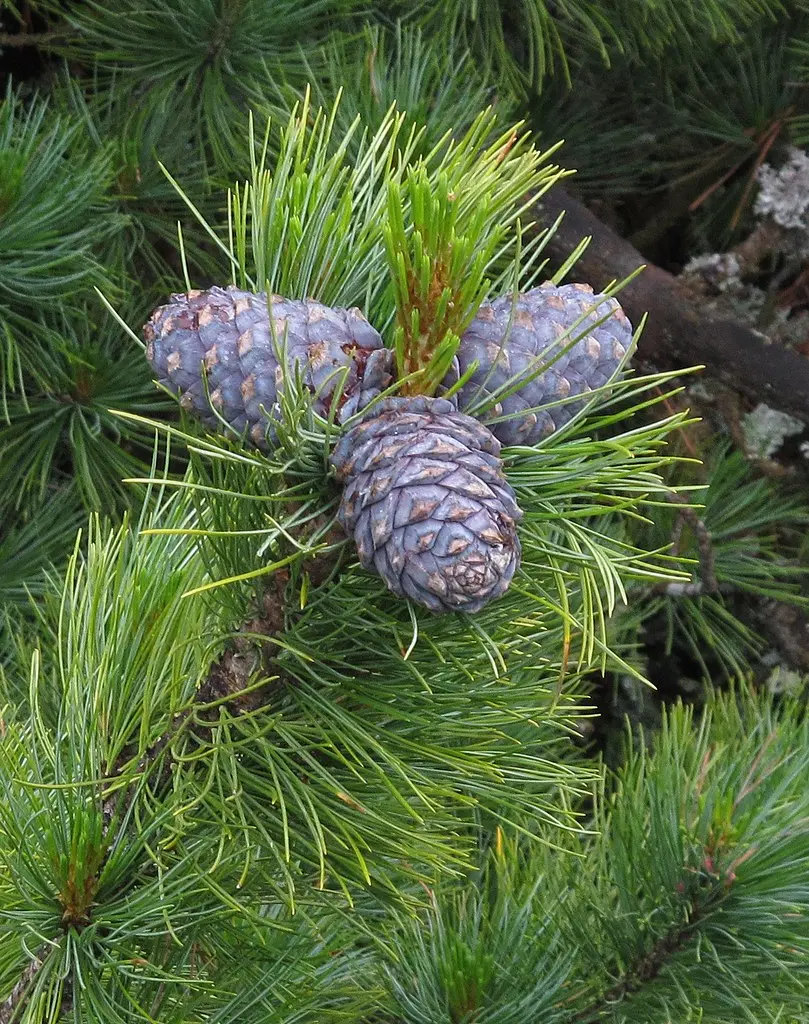 Arolla / Swiss Pine Seeds