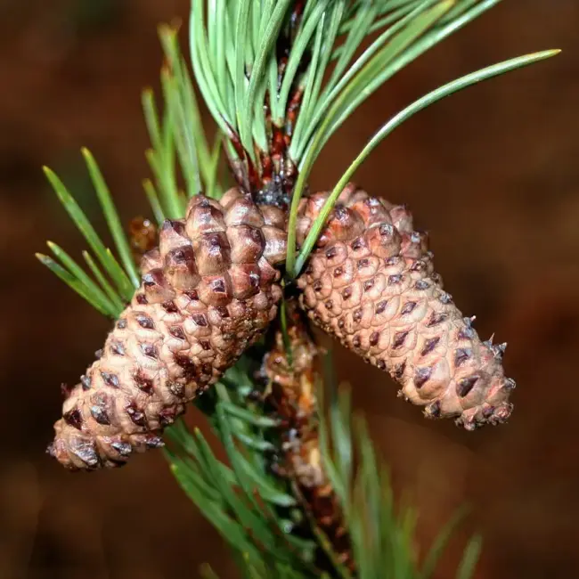 Lodgepole Pine Seeds
