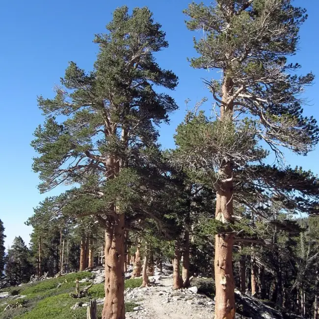 Pinus contorta - Lodgepole Pine