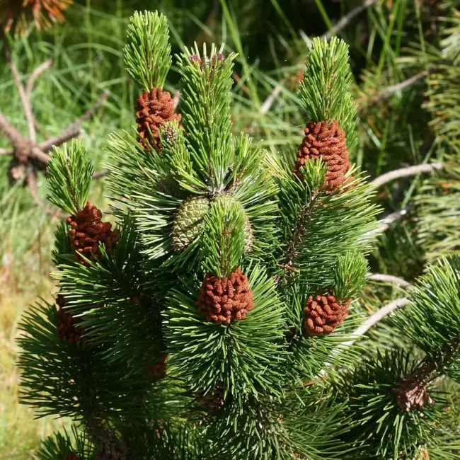 Lodgepole Pine Seeds - Image 2