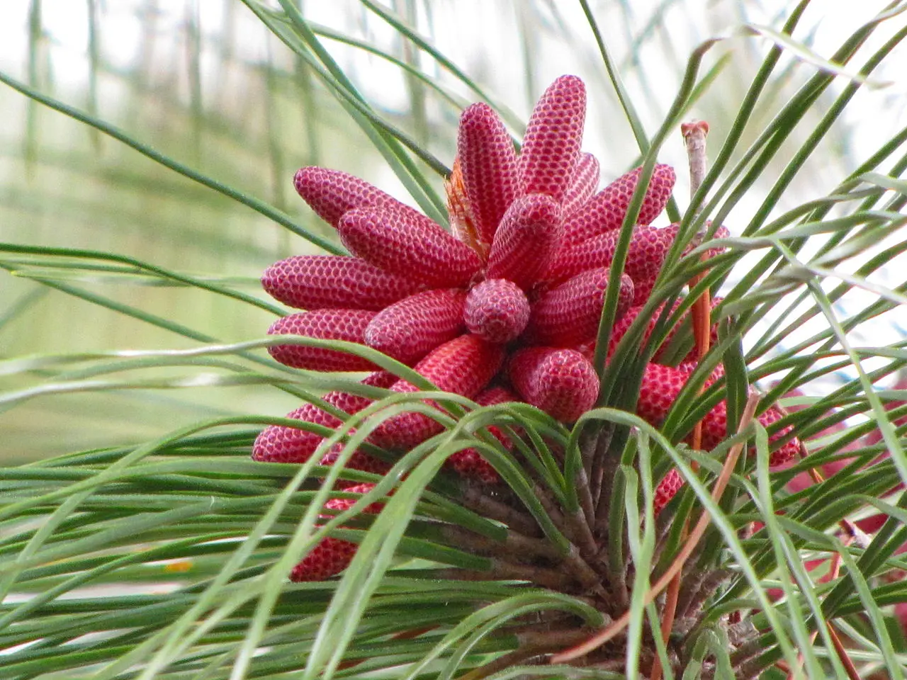 Slash Pine Seeds