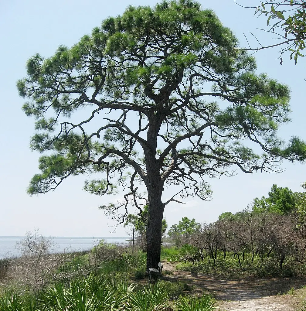 Slash Pine Seeds - Image 2