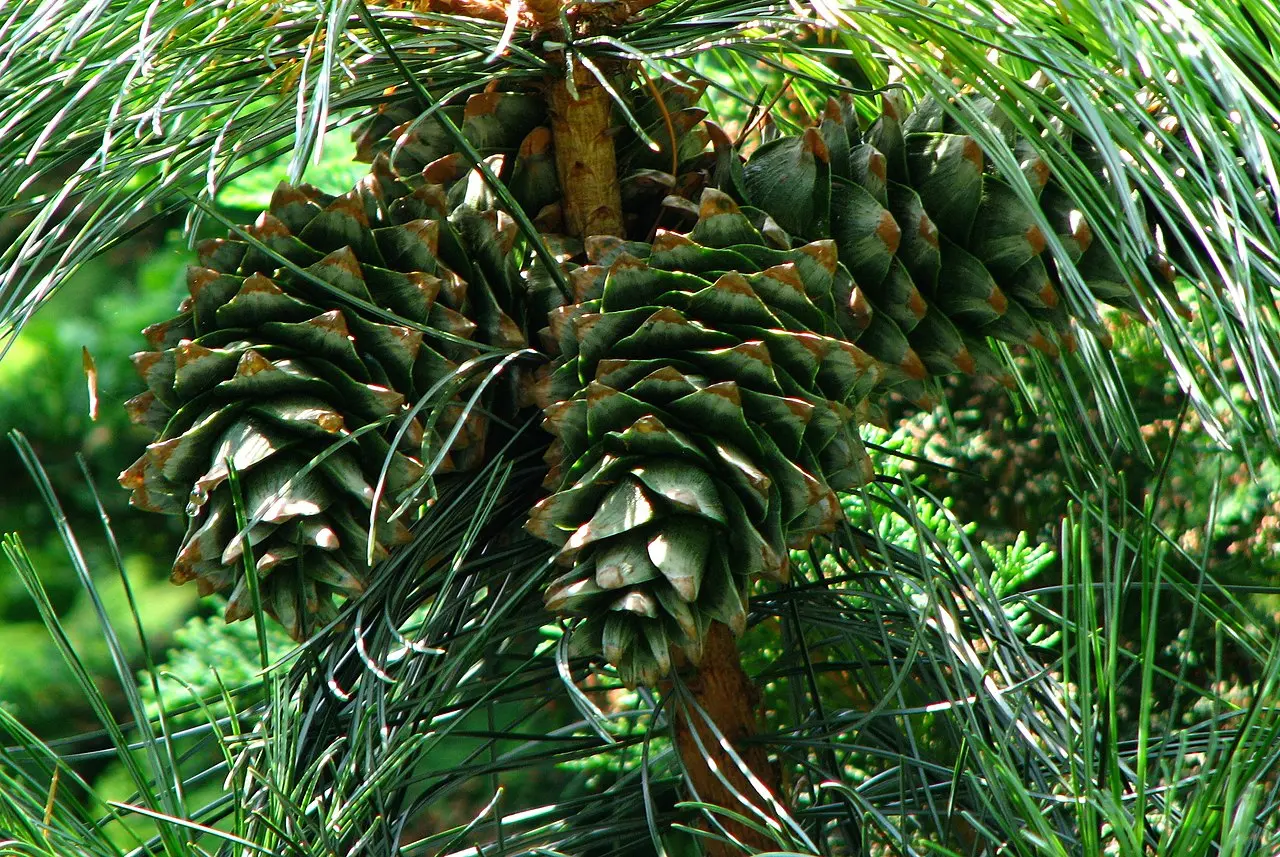 Korean Pine Seeds