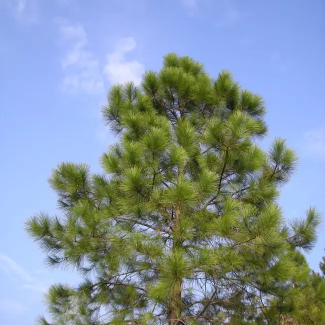 Masson's Pine seeds - Image 2