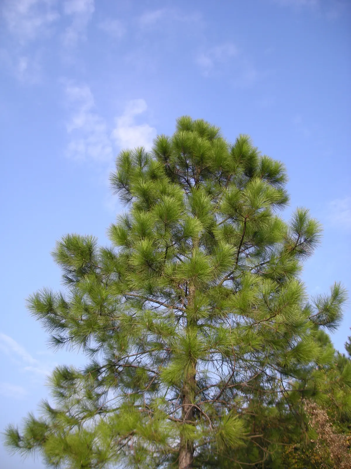 Chinese Red Pine / Masson's Pine seeds - Image 2