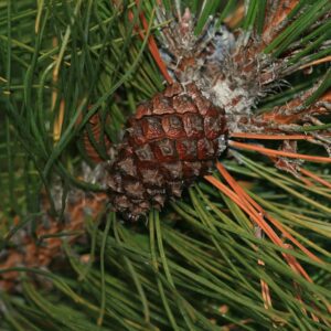 Masson's Pine seeds