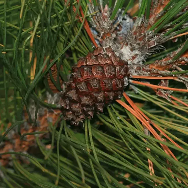 Masson's Pine seeds