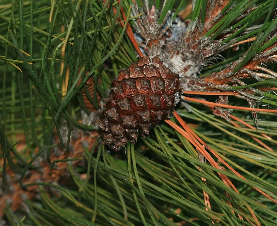 Chinese Red Pine / Masson's Pine seeds
