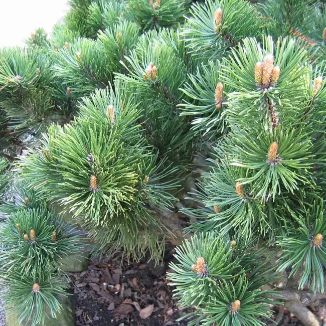 Dwarf Mountain Pine Seeds - Image 3