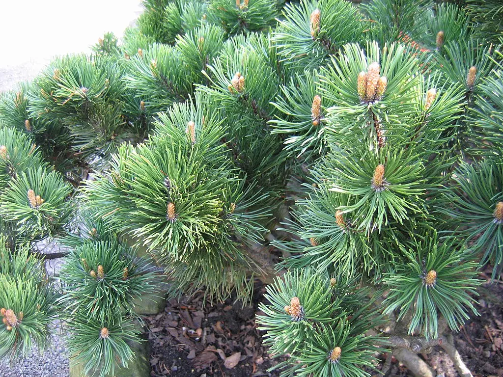 Dwarf Mountain Pine var. mughus Seeds - Image 5