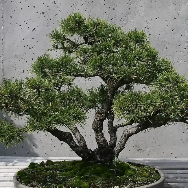 Dwarf Mountain Pine Seeds - Image 4